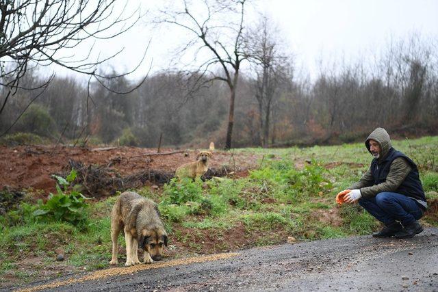 Kartepe’de sokak hayvanları da unutulmadı