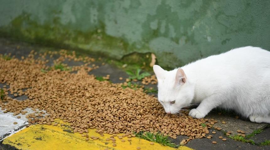 Kartepe&rsquo;de sokak hayvanları da unutulmadı