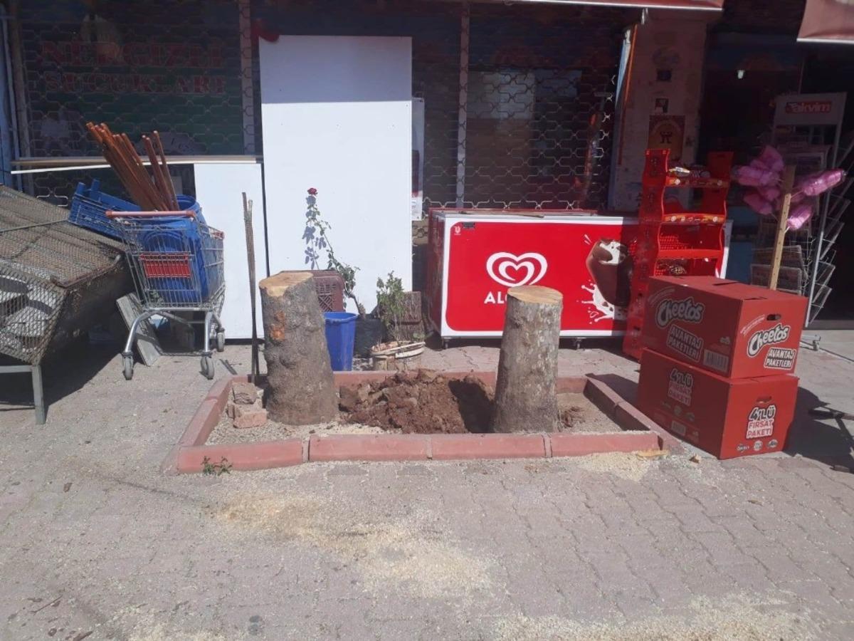 Toroslar Belediyesi, ağa&ccedil; kesen esnafa para cezası uyguladı