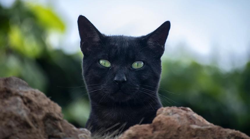 Belçika’da kediye sahibinden koronavirüs bulaştı