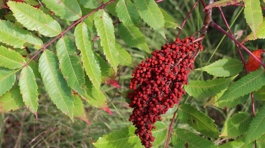 Sumak nedir, sumak faydaları nelerdir?