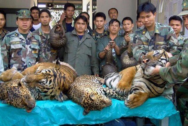 3Tayland ordusu tarafından ele geçirilen pangolinler, kaplanlar ve çitalar