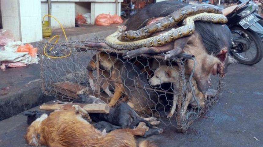 Yeni bir ölümcül virüsün ortaya çıkması korkusuna rağmen vahşi hayvan pazarları satışlara devam ediyor!