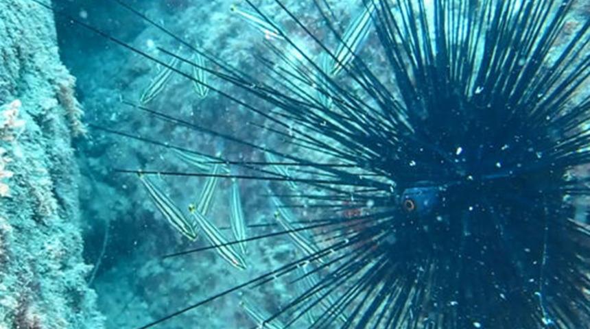 Ege ve Akdeniz'de 'zehirli deniz kestanesi' tehlikesi! 