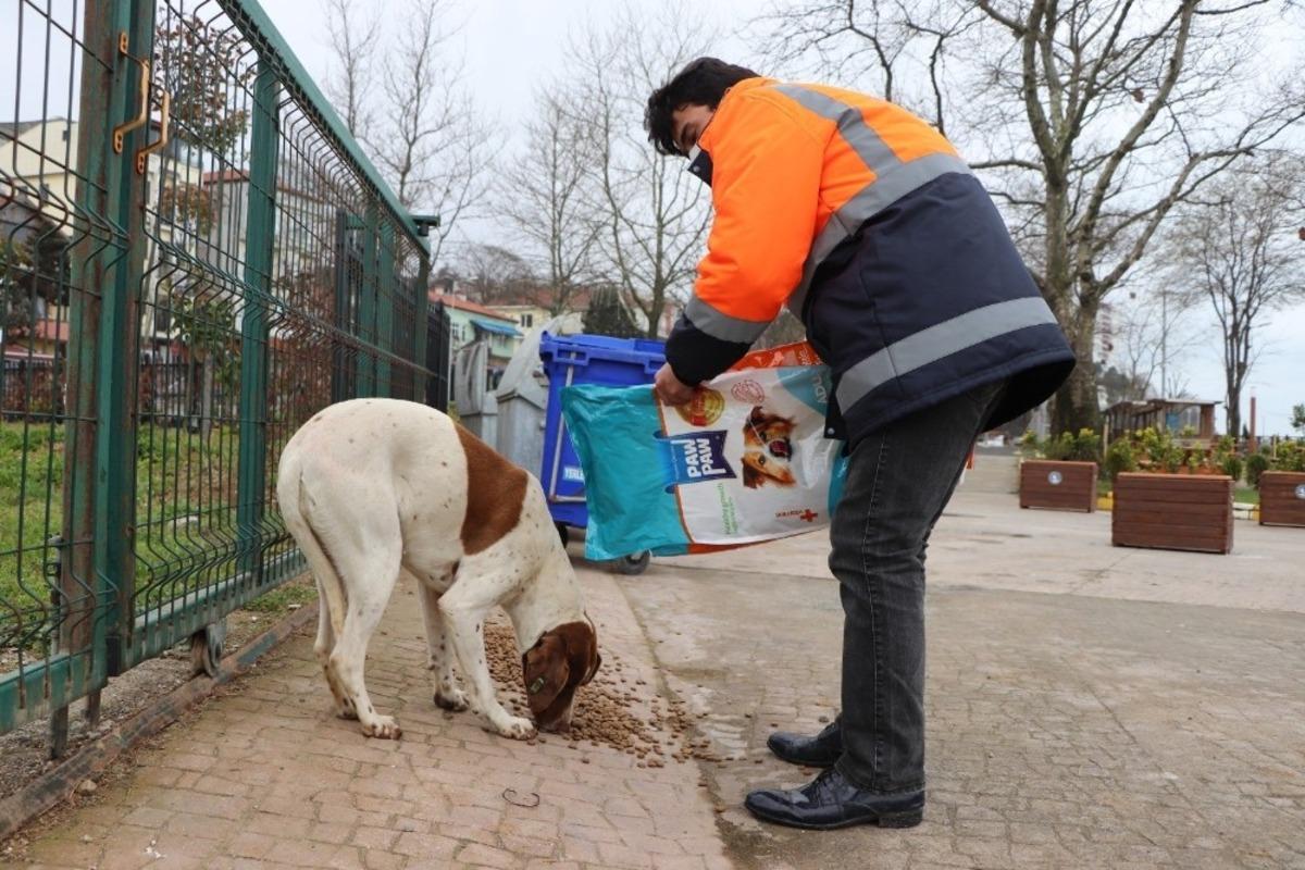 Ak&ccedil;akoca&rsquo;da sokak hayvanları unutulmadı