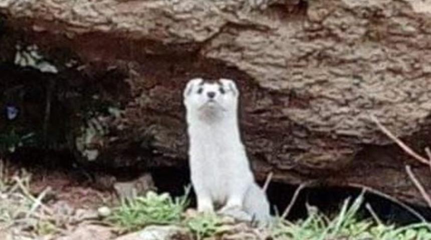 Tunceli'de gelincik görüntülendi