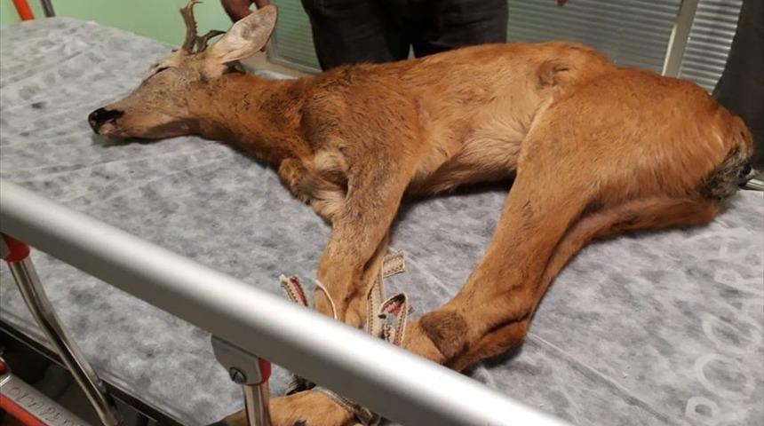 Ordu’da tedavi edilen yaralı hayvan sayısı artıyor