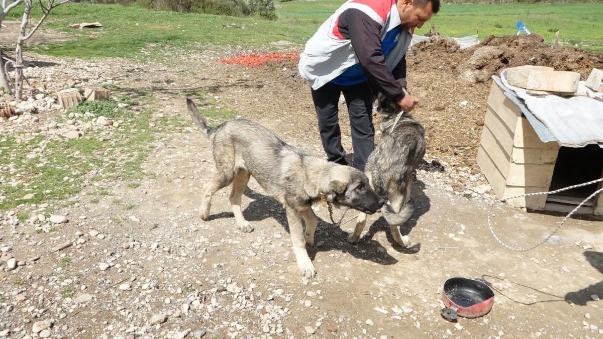 Havuza d&uuml;şen kangal k&ouml;peğini, kardeşi kurtardı