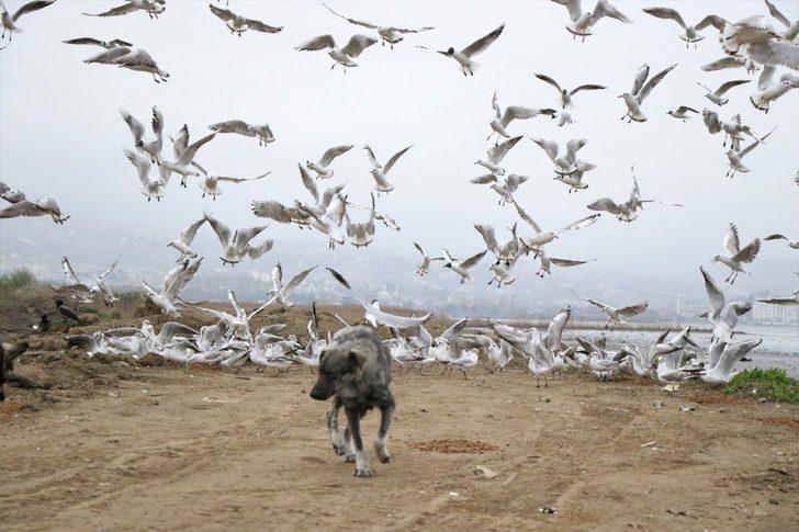 Büyükşehir ekipleri, sokak hayvanları için mama gezdiriyor G2