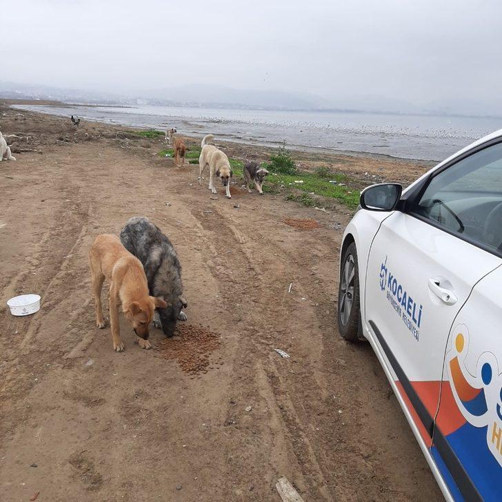 Büyükşehir ekipleri, sokak hayvanları için mama gezdiriyor G3