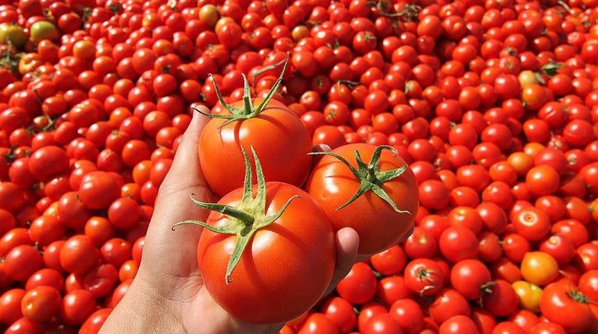 Domates ihracatında 'güven' yüzde 12'lik artışı getirdi