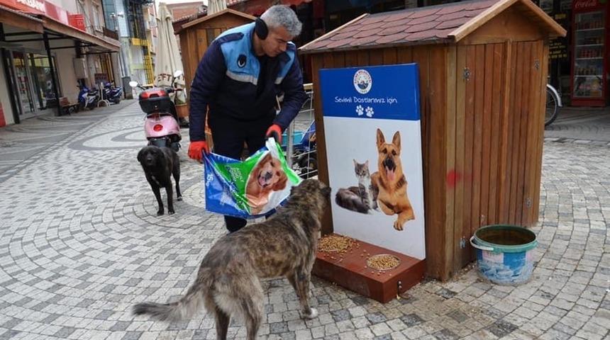 Ezine&rsquo;de sokak hayvanları unutulmadı