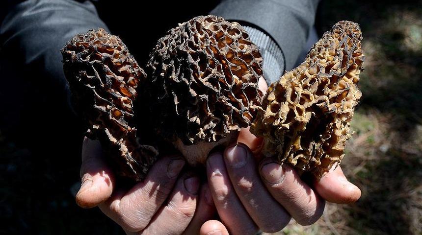 Kilosu 200 liradan satılan kuzugöbeği mantarı geçim kapısı oldu