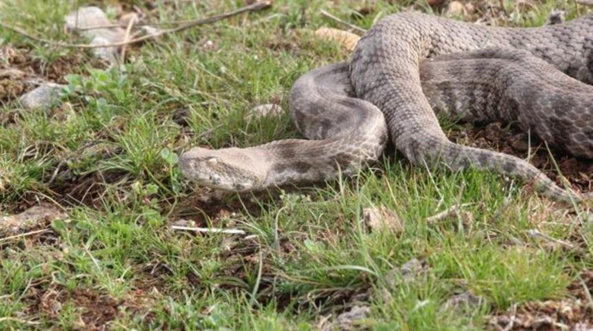 Saman balyalarında geldi! 'Koca engerek' doğaya bırakıldı