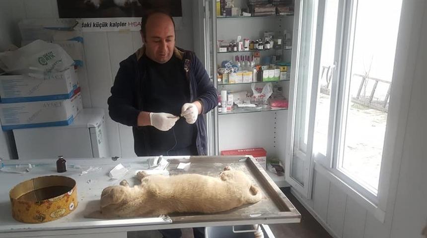 Arabanın &ccedil;arpıp yaraladığı k&ouml;peği tedavi ettirdiler