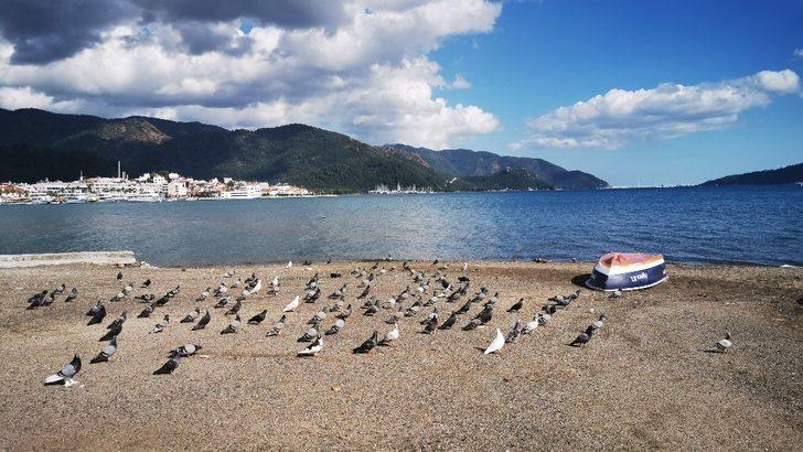 Sahiller güvercin ve martılara kaldı G1