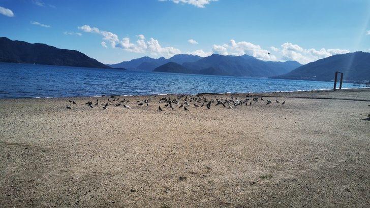 Sahiller güvercin ve martılara kaldı G4