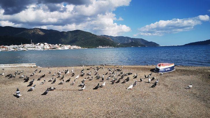 Sahiller güvercin ve martılara kaldı G5