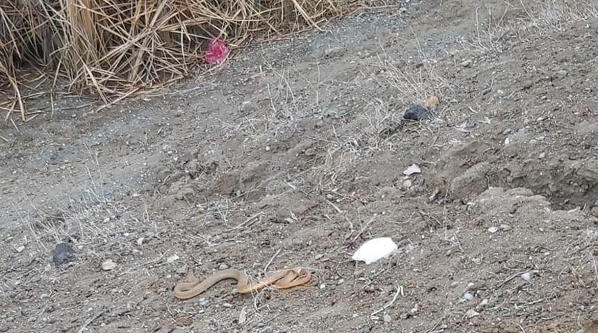 Iğdır&rsquo;da bir eve giren yılan yakalanarak doğaya bırakıldı