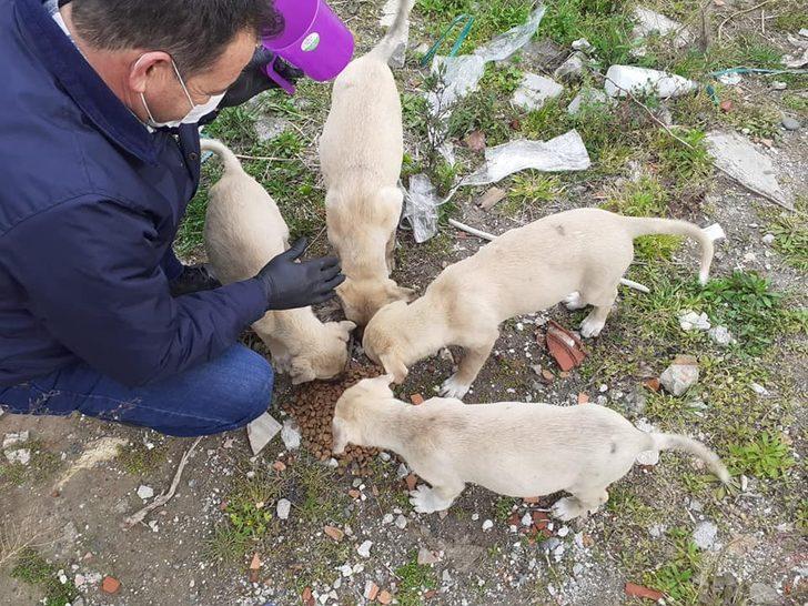 Lapseki’de sokak hayvanları unutulmadı G3