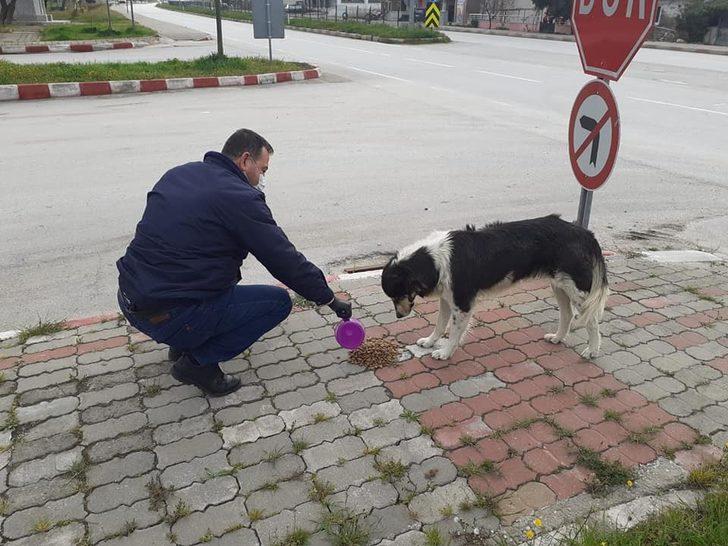 Lapseki’de sokak hayvanları unutulmadı G4