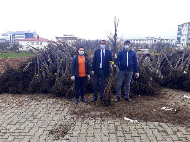 Bingöl’de 25 bin adet ceviz fidanı dağıtıldı