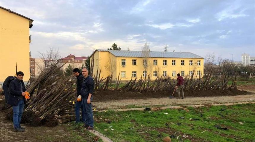 Bing&ouml;l&rsquo;de 25 bin adet ceviz fidanı dağıtıldı