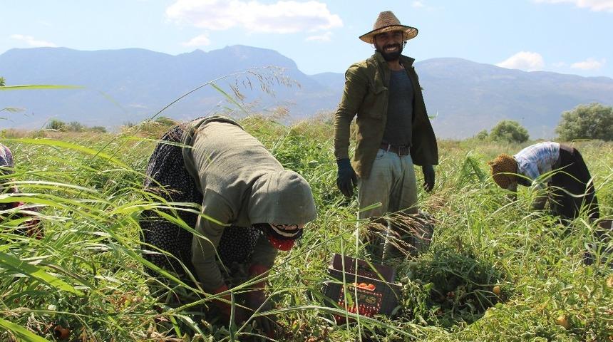 Aydın&rsquo;da tarım iş&ccedil;ilerine Korona vir&uuml;s tedbiri