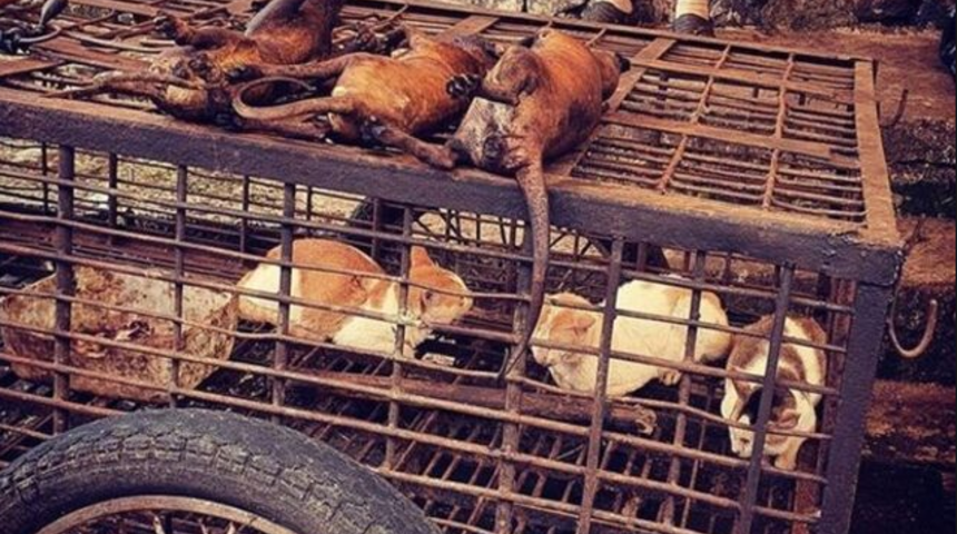 '&Ccedil;in'de vahşi hayvan pazarının yeniden a&ccedil;ıldığı' iddialarına yanıt