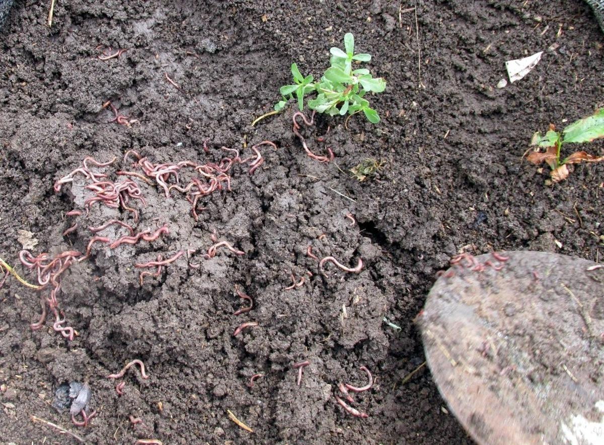Solucan g&uuml;bresi altın kadar değerli