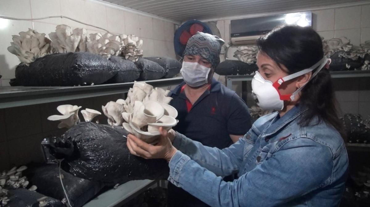 Tarsus&rsquo;ta kursiyerlerin &uuml;rettiği istiridye mantarı hasat edildi