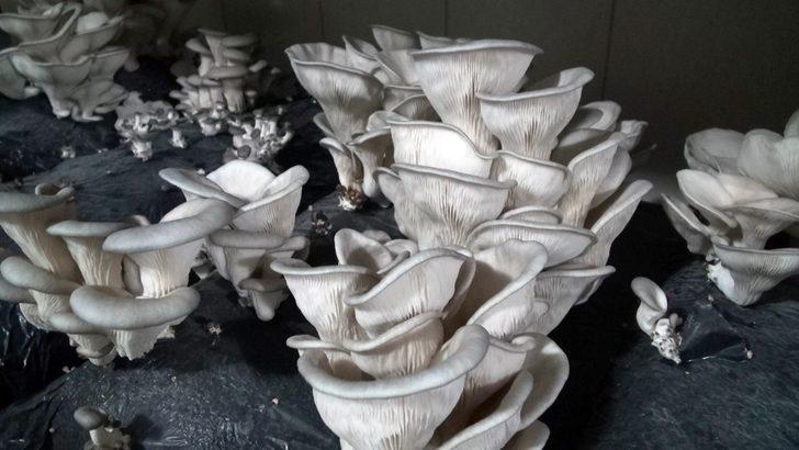 Tarsus’ta kursiyerlerin ürettiği istiridye mantarı hasat edildi G2