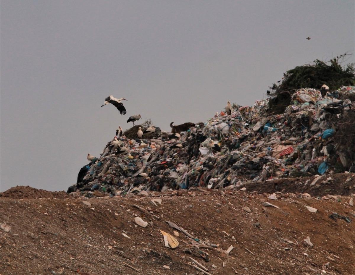 Leylekler yiyecek i&ccedil;in &ccedil;&ouml;pl&uuml;kte mola verdi