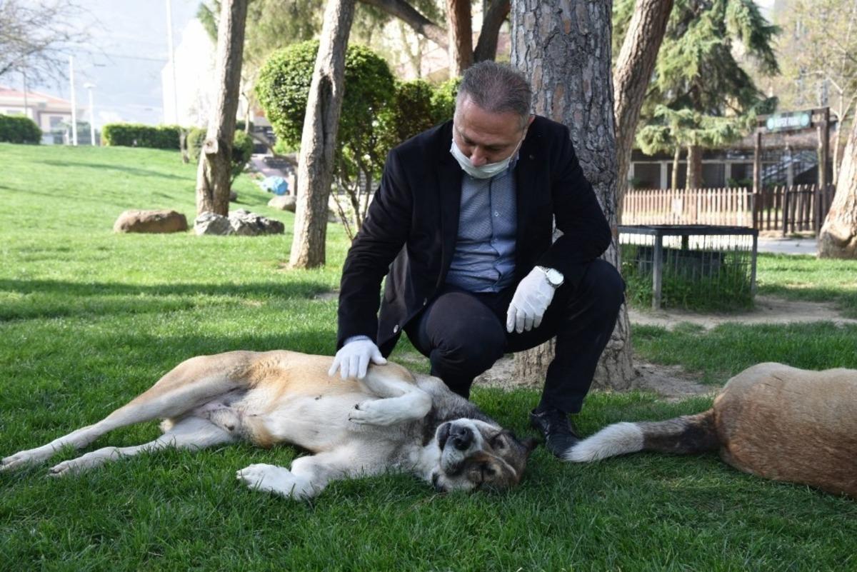 B&uuml;y&uuml;kşehir sokak hayvanlarını unutmuyor