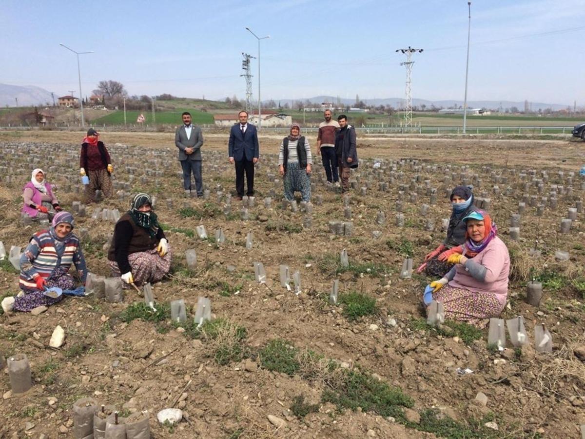 Merzifon&rsquo;da meyve fidanı &uuml;retimi
