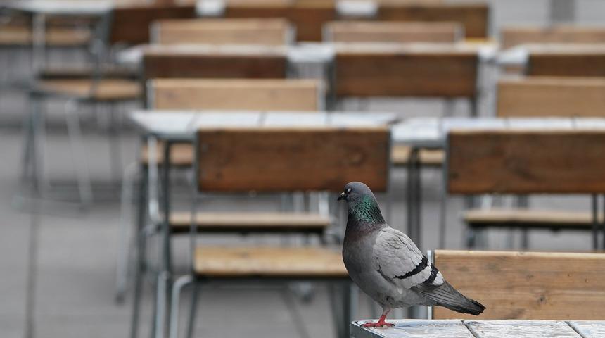 Trump milyonlarca kuşun &ouml;l&uuml;m&uuml;nden sorumlu olabilir!