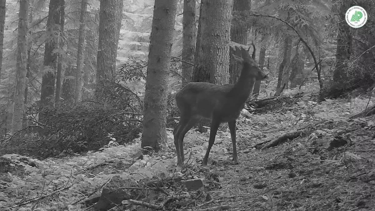 Nesli t&uuml;kenen vaşak ve Kızıl Geyik foto kapanla g&ouml;r&uuml;nt&uuml;lendi