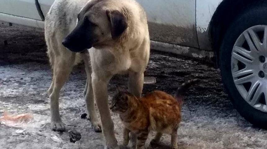 Kedi, köpeği annesi sanıyor