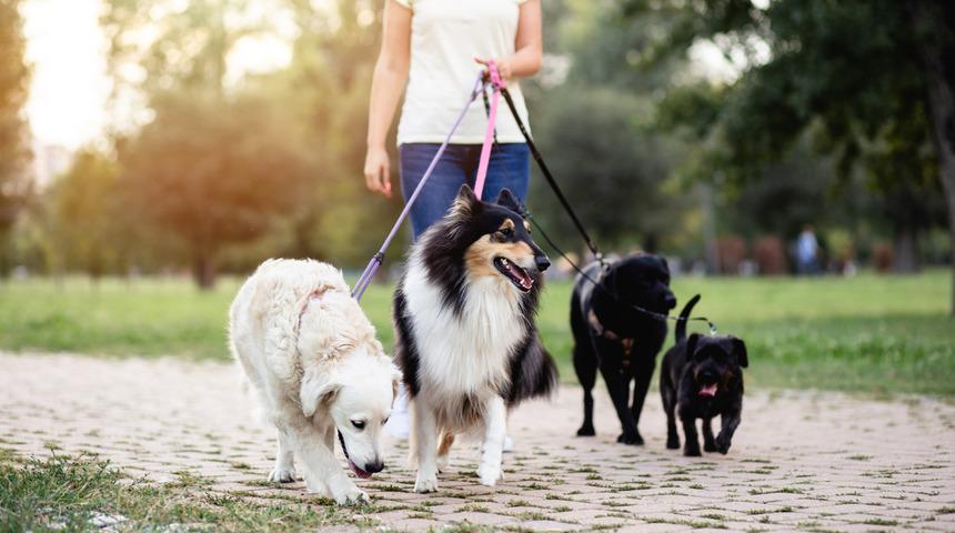 K&ouml;pek sahipleri, hayvanlarını kiraya veriyor!