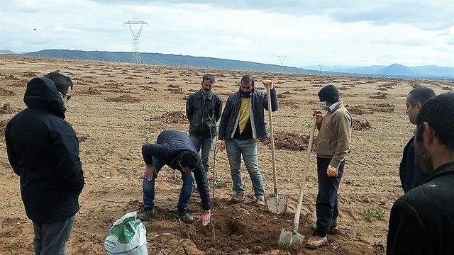 Yazıhan’da Trabzon Hurması Bahçesi kuruluyor