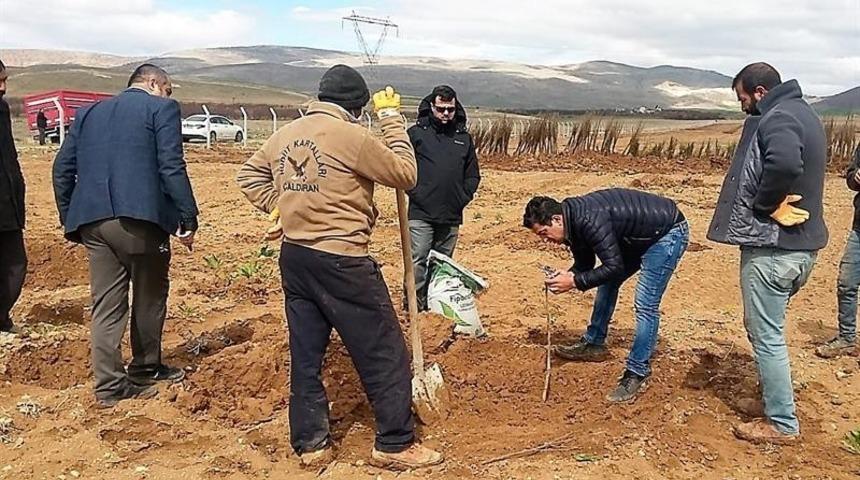 Yazıhan’da Trabzon Hurması Bahçesi kuruluyor