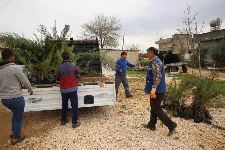 Haliliye’yi yeşillendirme çalışmaları G2