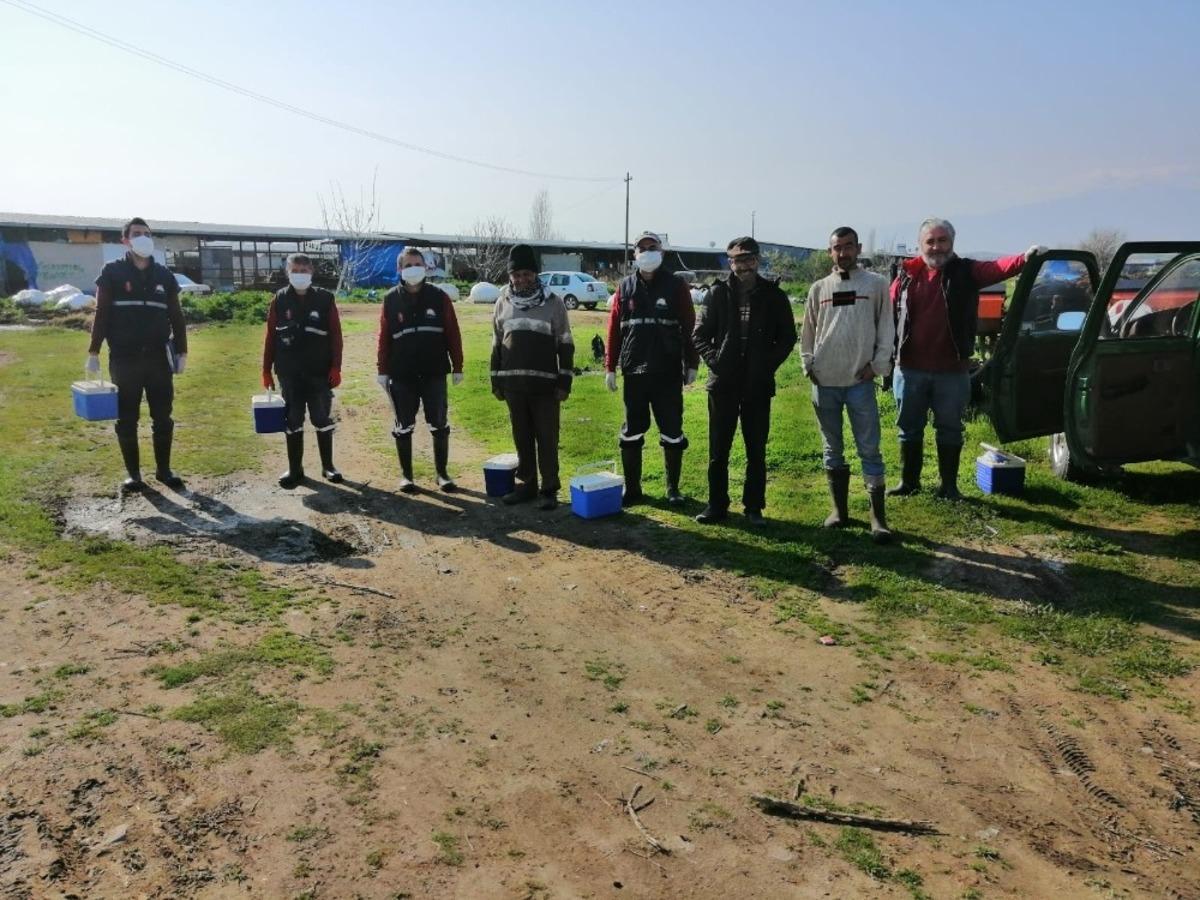 Salihli&rsquo;de 40 bin hayvana aşı yapılacak