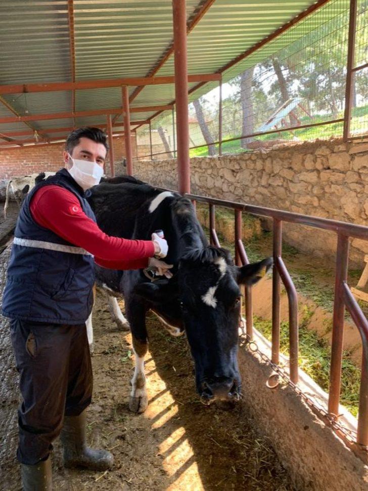 Salihli’de 40 bin hayvana aşı yapılacak G2