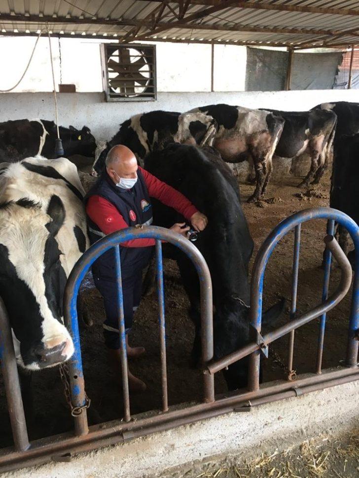 Salihli’de 40 bin hayvana aşı yapılacak G3