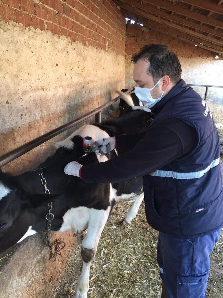 Salihli’de 40 bin hayvana aşı yapılacak G4