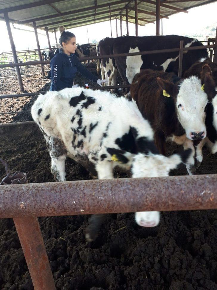 Salihli’de 40 bin hayvana aşı yapılacak G5