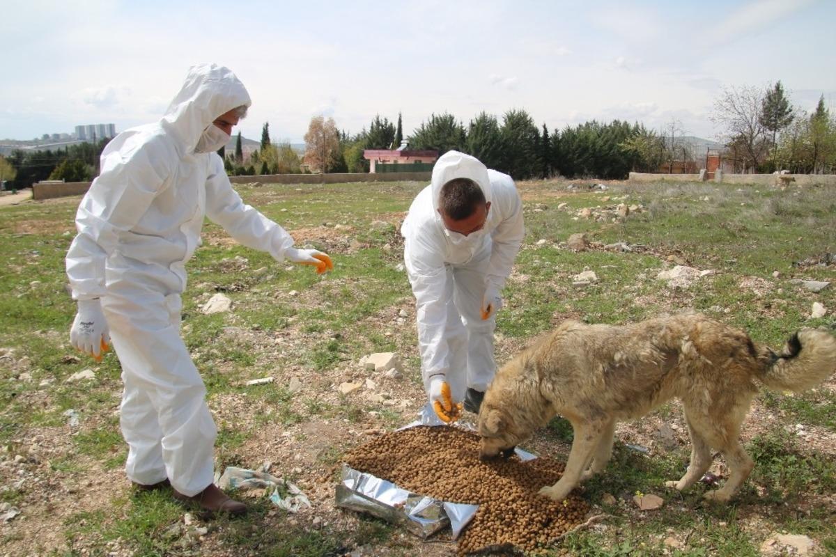 Şanlıurfa&rsquo;da sokak hayvanları unutulmadı