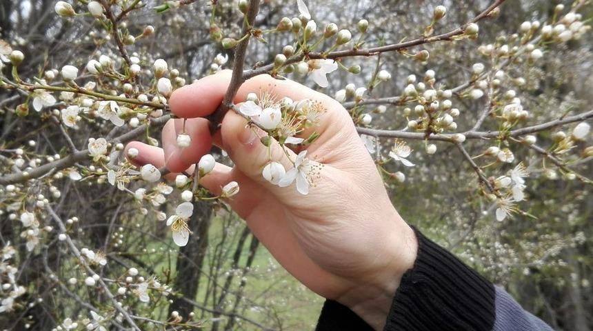 Soğuk havanın hakim olduğu Bilecik&rsquo;te erik ağa&ccedil;ları &ccedil;i&ccedil;ek a&ccedil;tı
