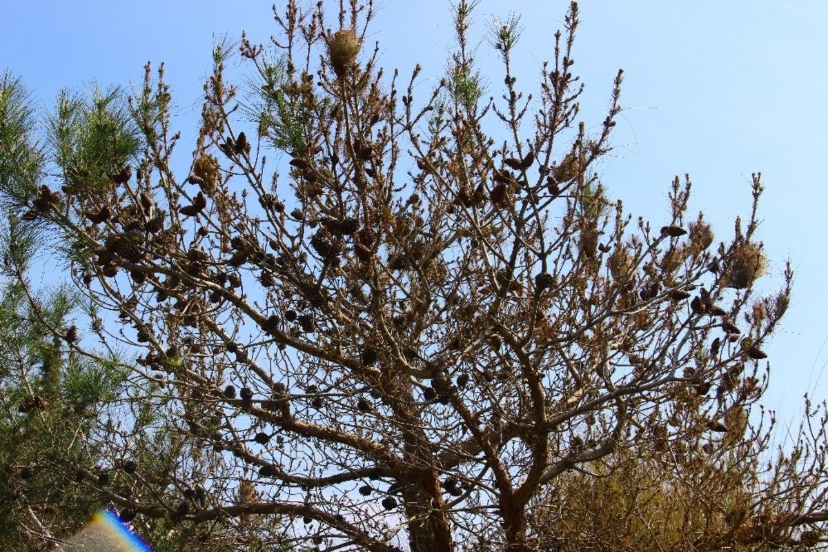 Aydın&rsquo;da &ccedil;am ormanları &ccedil;am kese b&ouml;ceği istilasına uğradı